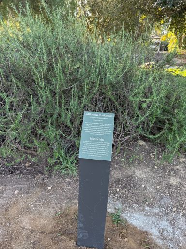 California Buckwheat